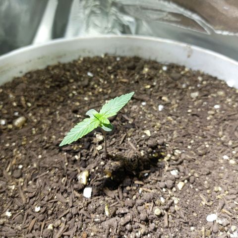 Thunder Auto I growlog timeline photo