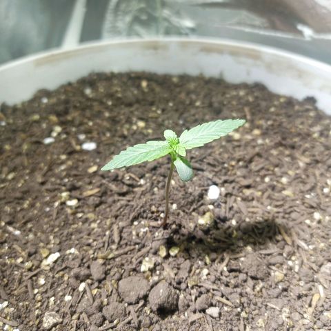Thunder Auto I growlog timeline photo