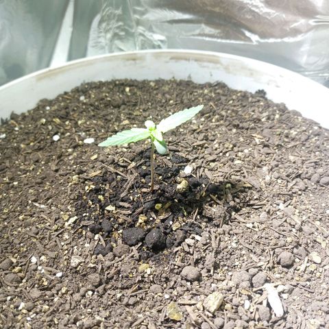 Thunder Auto I growlog timeline photo