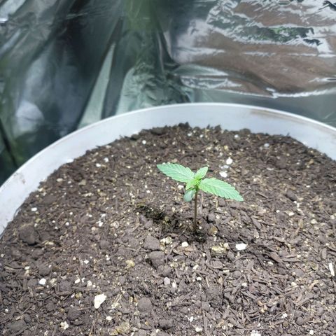 Thunder Auto I growlog timeline photo