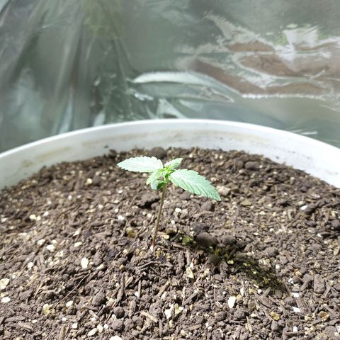 Thunder Auto I growlog timeline photo