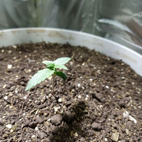 Thunder Auto I growlog timeline photo