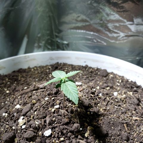 Thunder Auto I growlog timeline photo