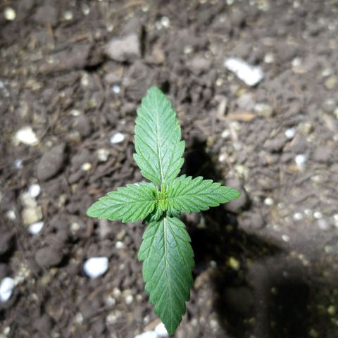 Thunder Auto I growlog timeline photo