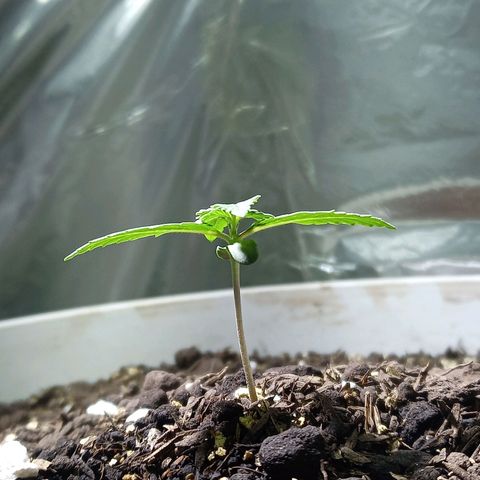 Thunder Auto I growlog timeline photo