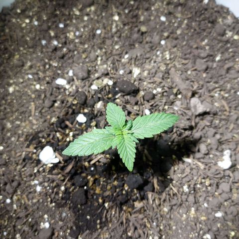 Thunder Auto I growlog timeline photo