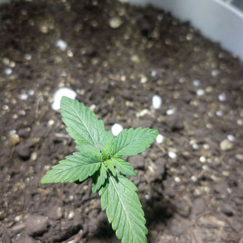 Thunder Auto I growlog timeline photo