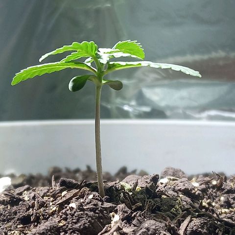Thunder Auto I growlog timeline photo
