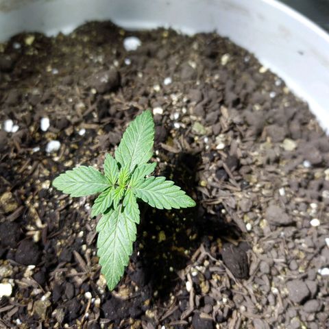 Thunder Auto I growlog timeline photo
