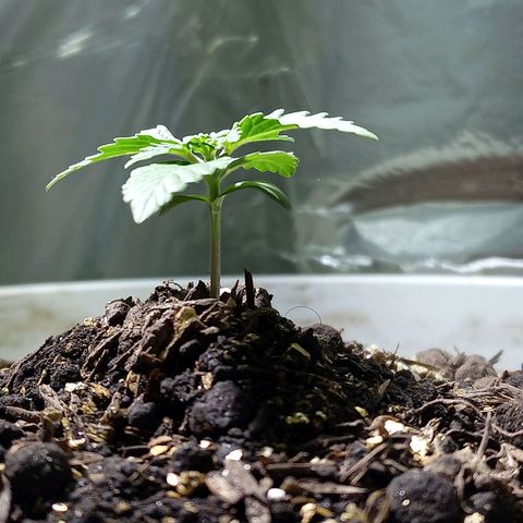 Thunder Auto I growlog timeline photo