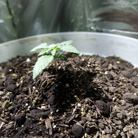 Thunder Auto I growlog timeline photo