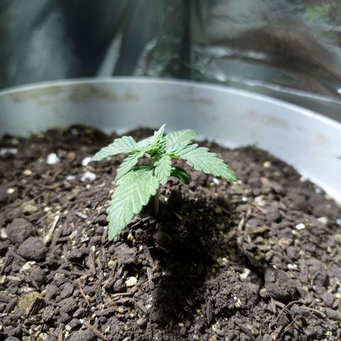 Thunder Auto I growlog timeline photo