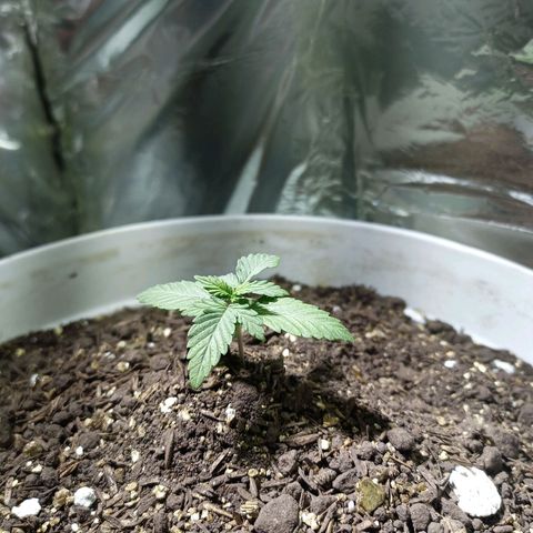 Thunder Auto I growlog timeline photo