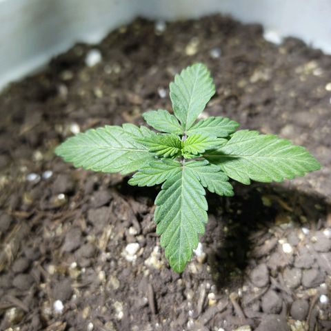 Thunder Auto I growlog timeline photo