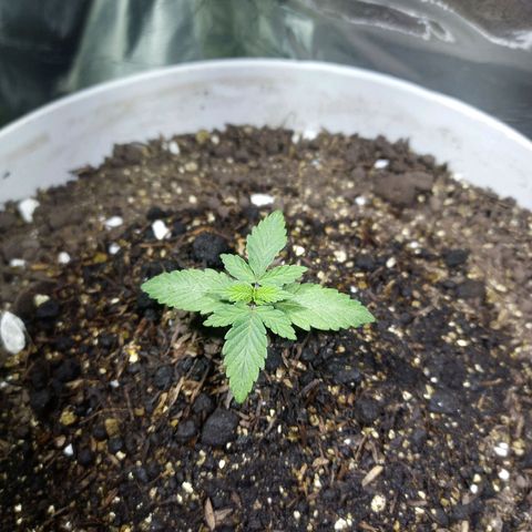 Thunder Auto I growlog timeline photo