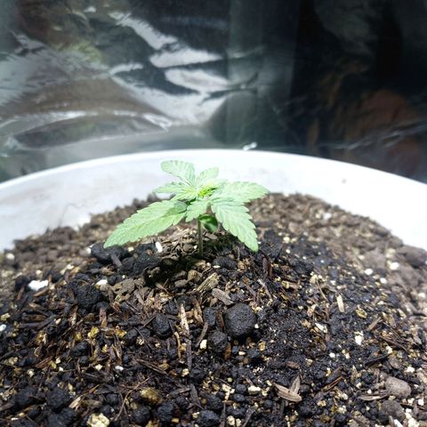 Thunder Auto I growlog timeline photo