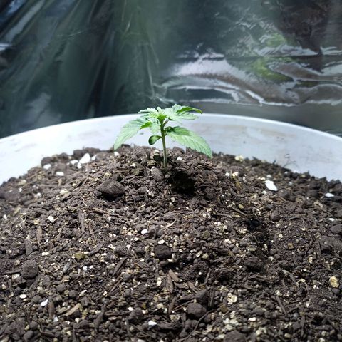Thunder Auto I growlog timeline photo