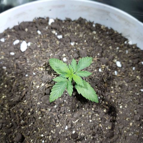 Thunder Auto I growlog timeline photo