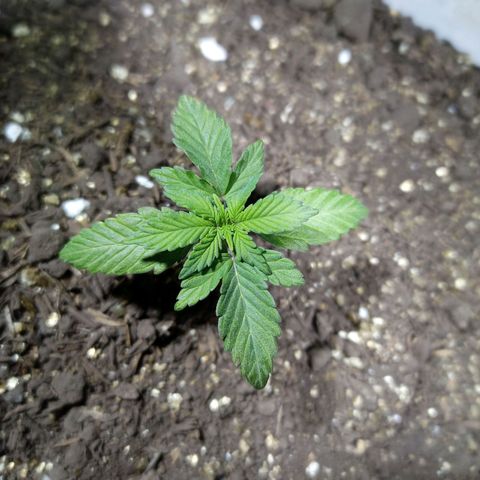 Thunder Auto I growlog timeline photo