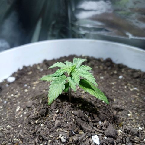 Thunder Auto I growlog timeline photo