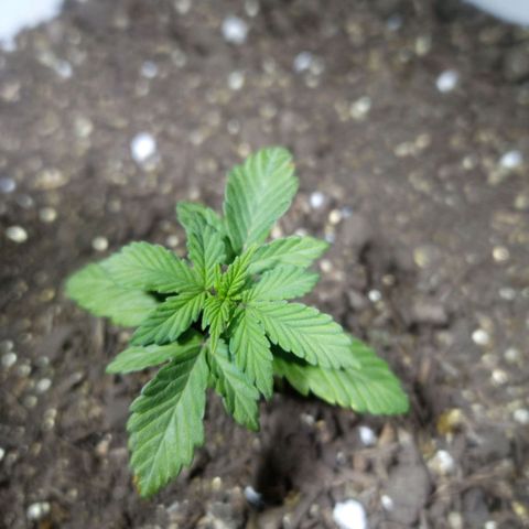 Thunder Auto I growlog timeline photo