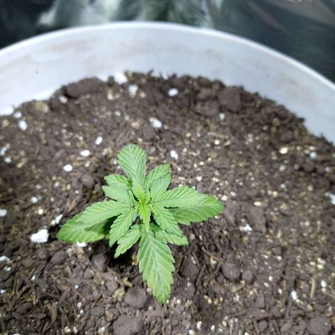 Thunder Auto I growlog timeline photo