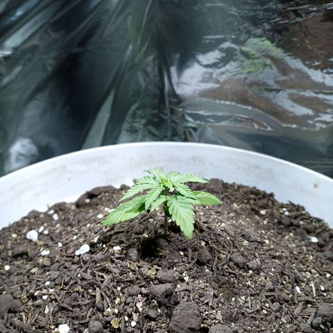 Thunder Auto I growlog timeline photo