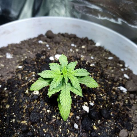 Thunder Auto I growlog timeline photo