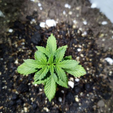 Thunder Auto I growlog timeline photo
