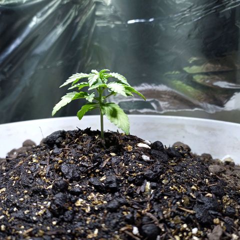 Thunder Auto I growlog timeline photo