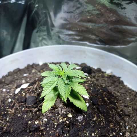 Thunder Auto I growlog photo: Altura: 5.5 cm