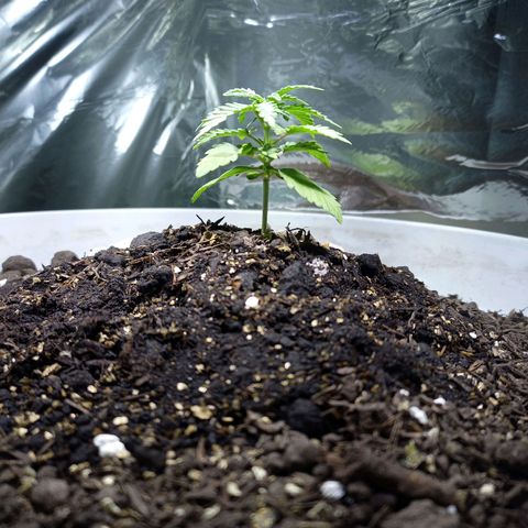 Thunder Auto I growlog photo: Altura: 5.5 cm