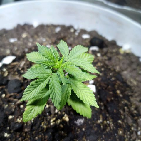 Thunder Auto I growlog photo: Altura: 5.5 cm