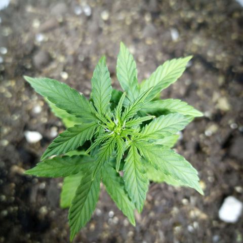 Thunder Auto I growlog timeline photo
