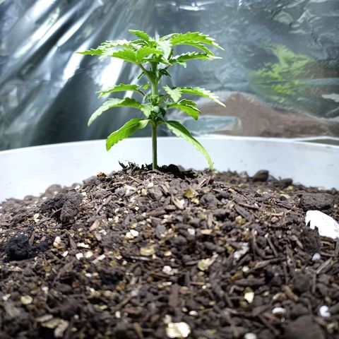 Thunder Auto I growlog timeline photo