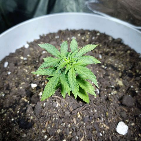 Thunder Auto I growlog timeline photo