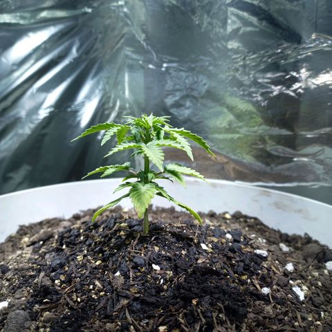 Thunder Auto I growlog timeline photo