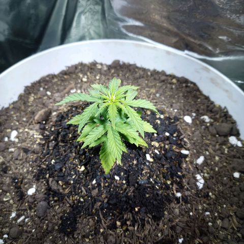 Thunder Auto I growlog timeline photo
