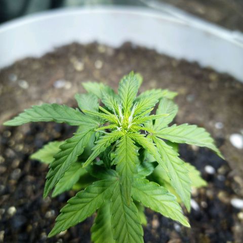 Thunder Auto I growlog timeline photo