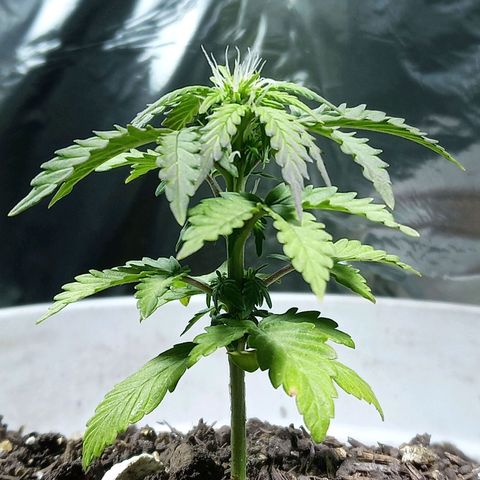 Thunder Auto I growlog timeline photo