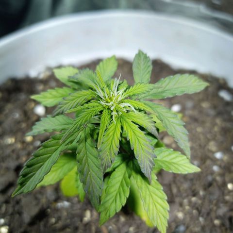 Thunder Auto I growlog timeline photo