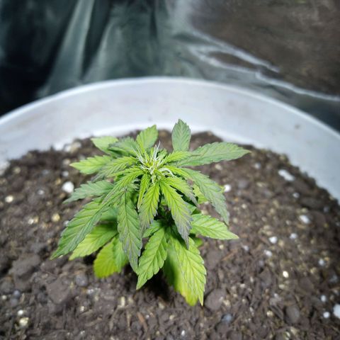Thunder Auto I growlog timeline photo