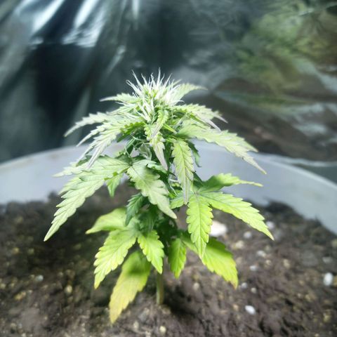 Thunder Auto I growlog timeline photo