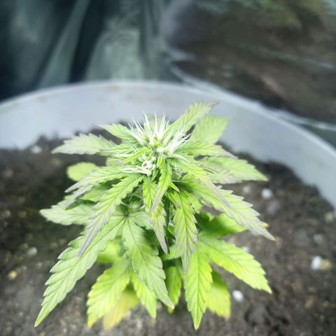 Thunder Auto I growlog timeline photo