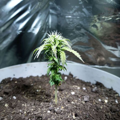 Thunder Auto I growlog timeline photo