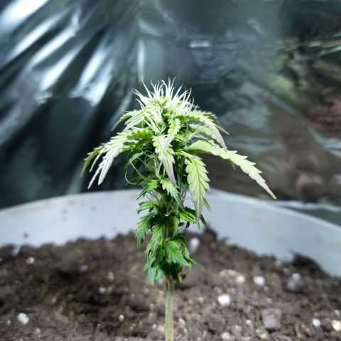 Thunder Auto I growlog timeline photo