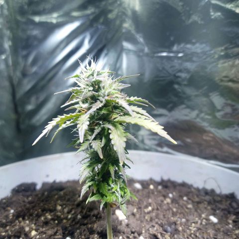 Thunder Auto I growlog timeline photo