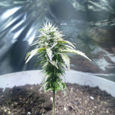 Thunder Auto I growlog timeline photo