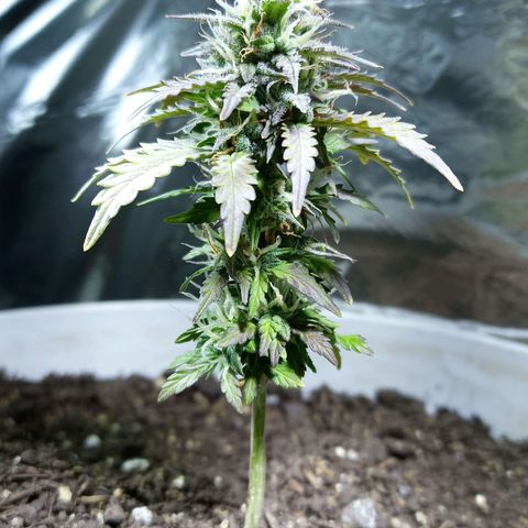 Thunder Auto I growlog timeline photo