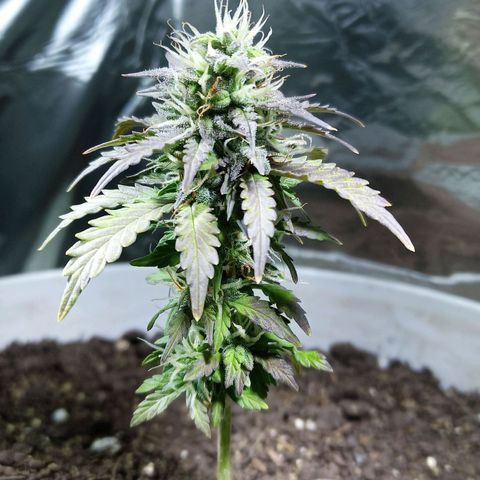 Thunder Auto I growlog timeline photo